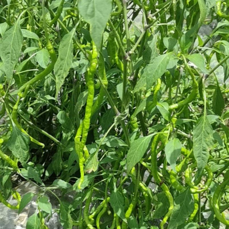 青辣椒