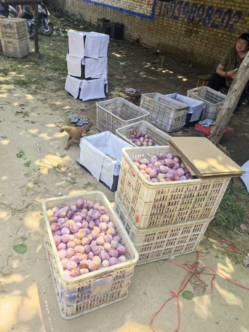 灵宝红西梅通货现摘鲜果硬度好耐运输市场货源支持整车发