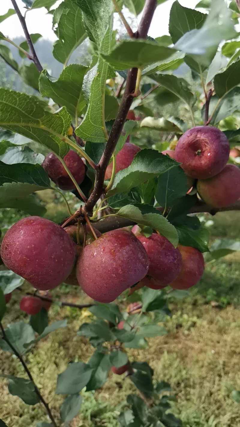 123小苹果