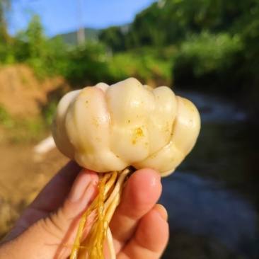 百合龙牙百合现挖现发肉质饱满种植基地价格便宜货好