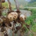 百合龙牙百合现挖现发肉质饱满种植基地价格便宜货好