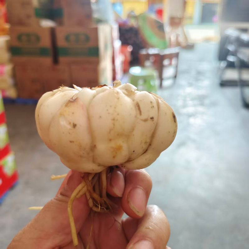 百合龙牙百合现挖现发肉质饱满种植基地价格便宜货好