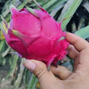 火龙果