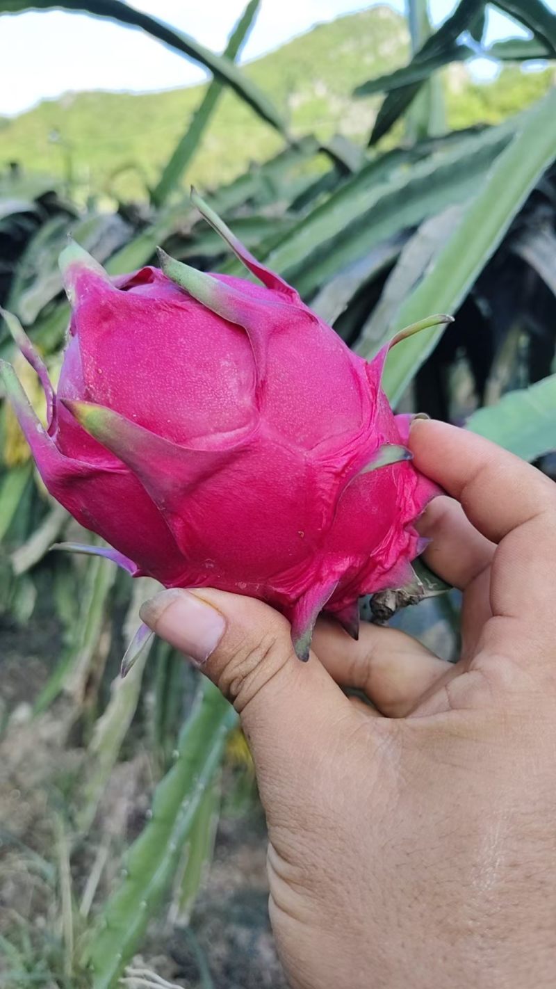 火龙果