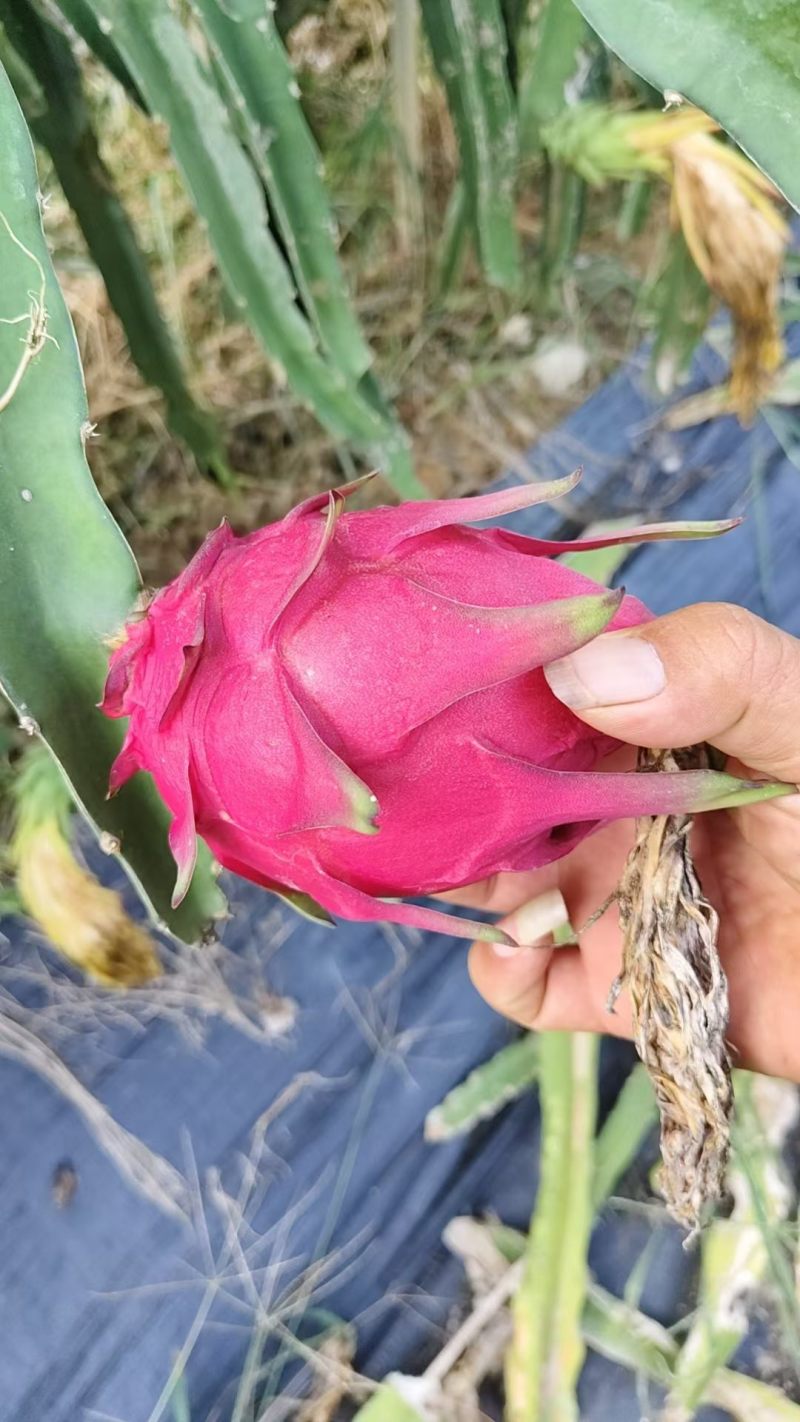 火龙果