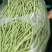 精品绿架豆王，大量上市，现摘现采，保质保量，诚信经营