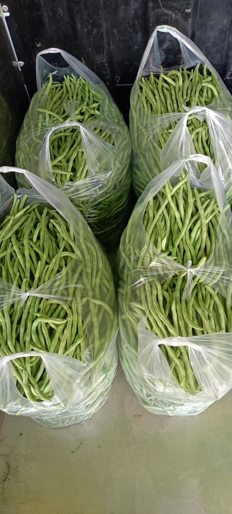 精品绿架豆王，大量上市，现摘现采，保质保量，诚信经营