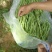 精品绿架豆王，大量上市，现摘现采，保质保量，诚信经营