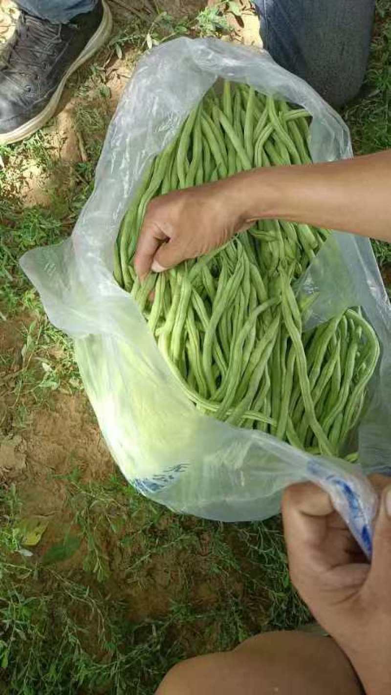 精品绿架豆王，大量上市，现摘现采，保质保量，诚信经营