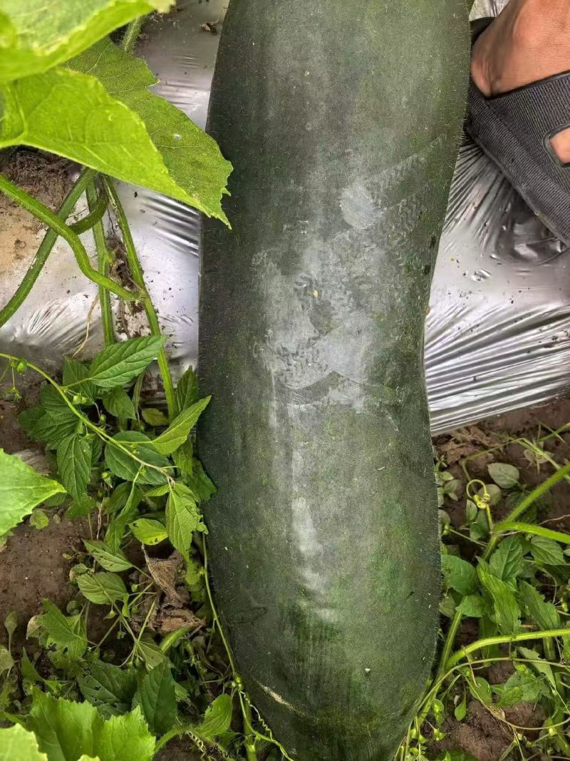 江苏南通黑皮冬瓜大量上市对接商超团购批发一条龙服务