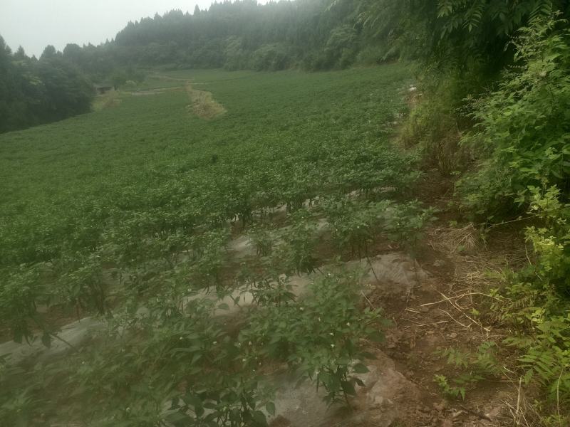 西充县仙林镇习字塔社区海椒基地