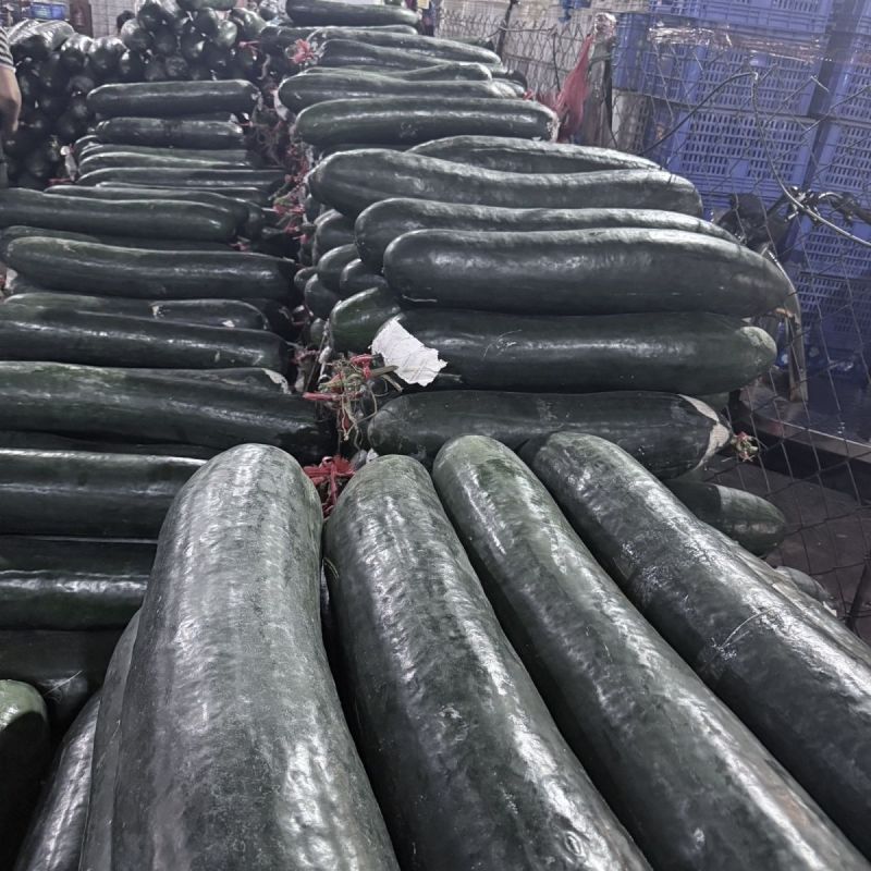 江苏南通黑皮冬瓜大量上市对接商超团购批发一条龙服务