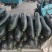 江苏南通黑皮冬瓜大量上市对接商超团购批发一条龙服务