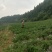 西充县仙林镇习字塔社区海椒基地