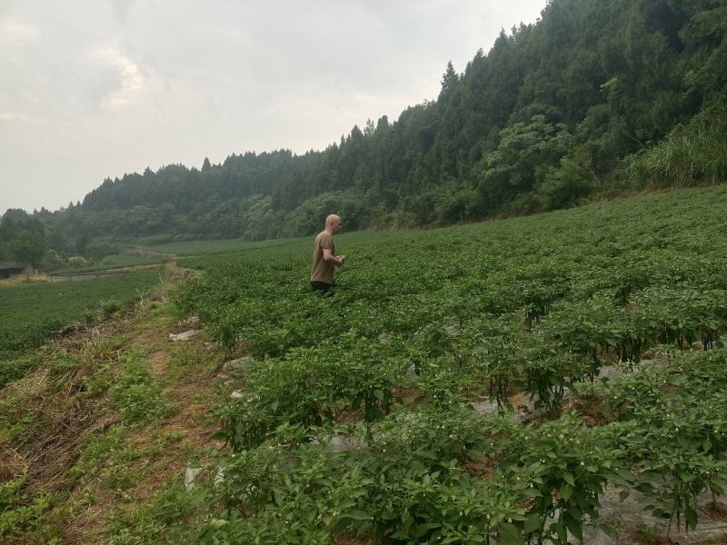 西充县仙林镇习字塔社区海椒基地
