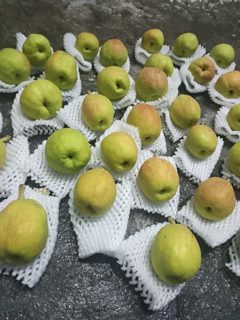 库尔勒香梨