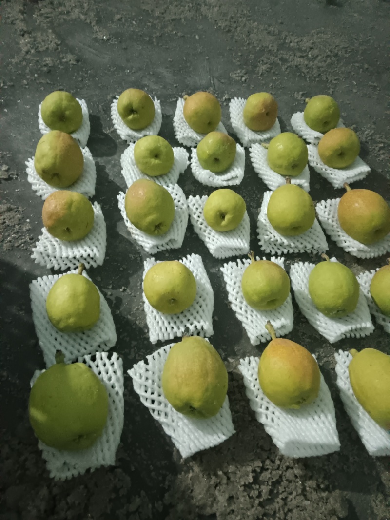 库尔勒香梨