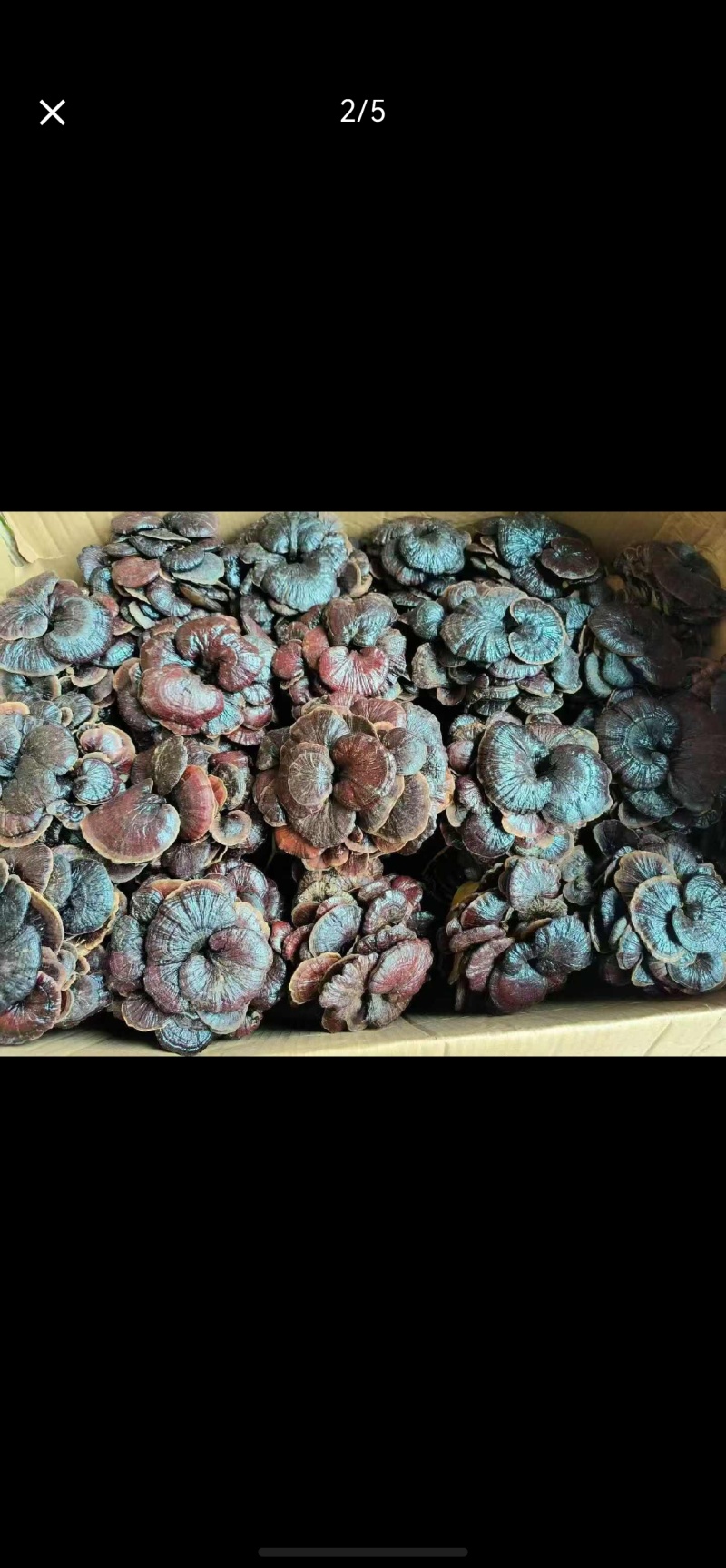 云南竹灵芝灵芝切片无硫产地批发