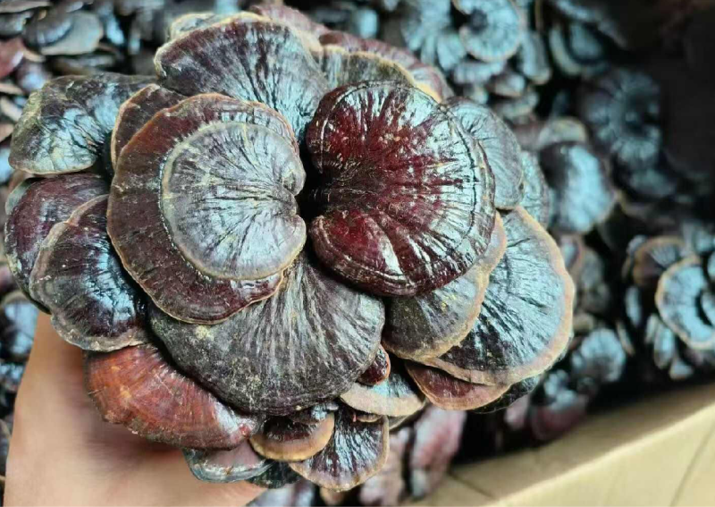 云南竹灵芝灵芝切片无硫产地批发