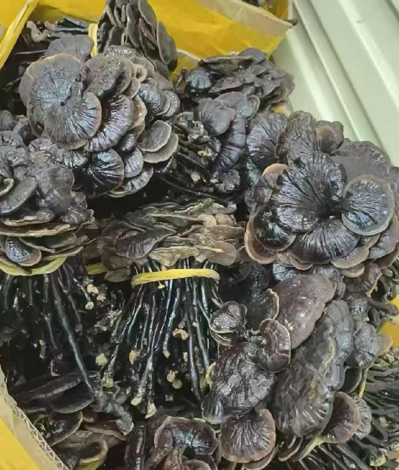 云南竹灵芝灵芝切片无硫产地批发