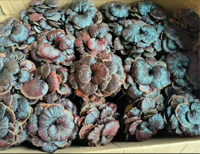 云南竹灵芝灵芝切片无硫产地批发