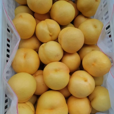 黄菊油上市中