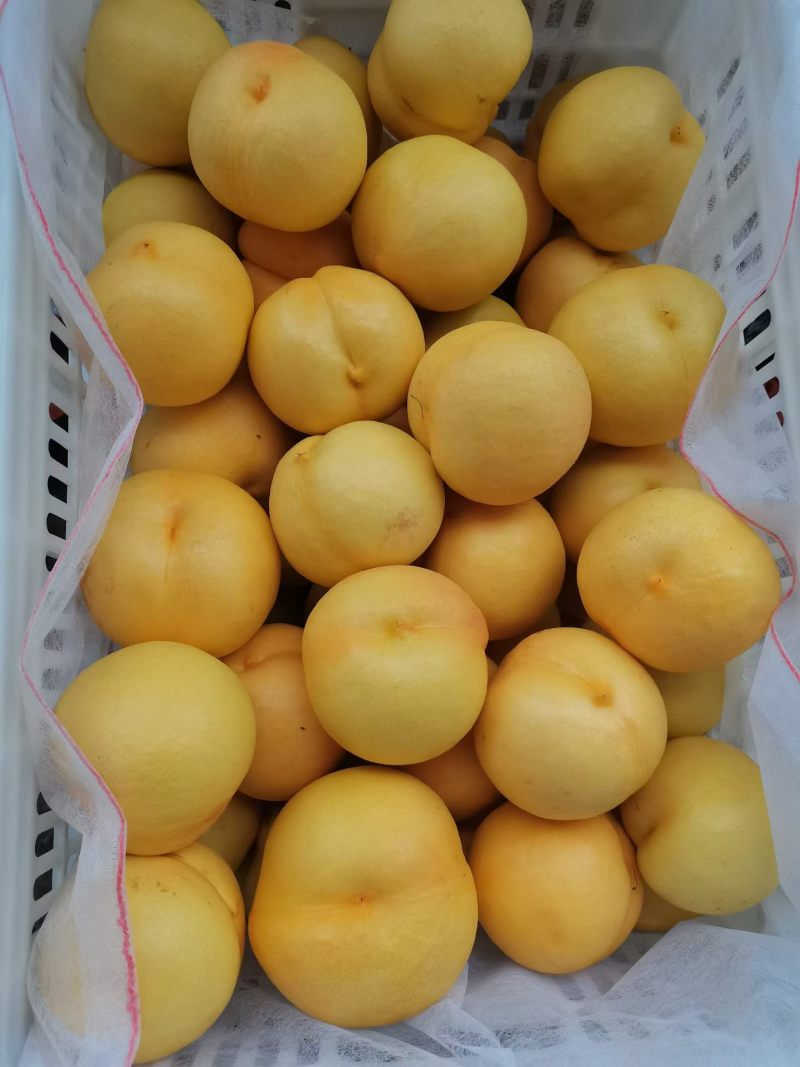 黄菊油上市中