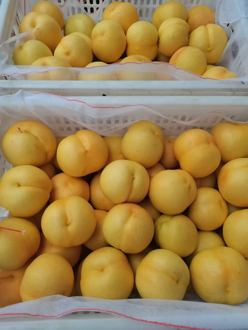 黄菊油上市中