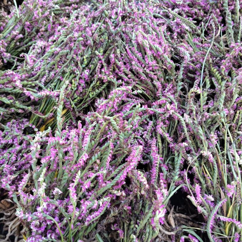 盘龙参，鲜货，干货都有。