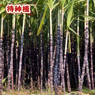 广西黑皮甘蔗全年代种植,有保障,放心来