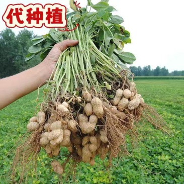 广西花生农家地自种代种植,生花生,鲜花生