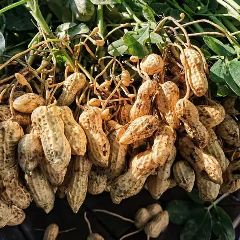 广西花生农家地自种代种植，生花生，鲜花生