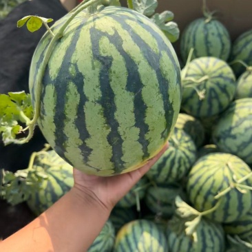 精品无籽美都麒麟，口感好嘎嘎甜，大量有货，欢迎采购！