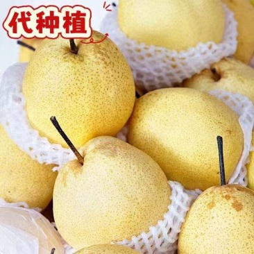广西冰糖雪梨代种植(需要的老板联系)
