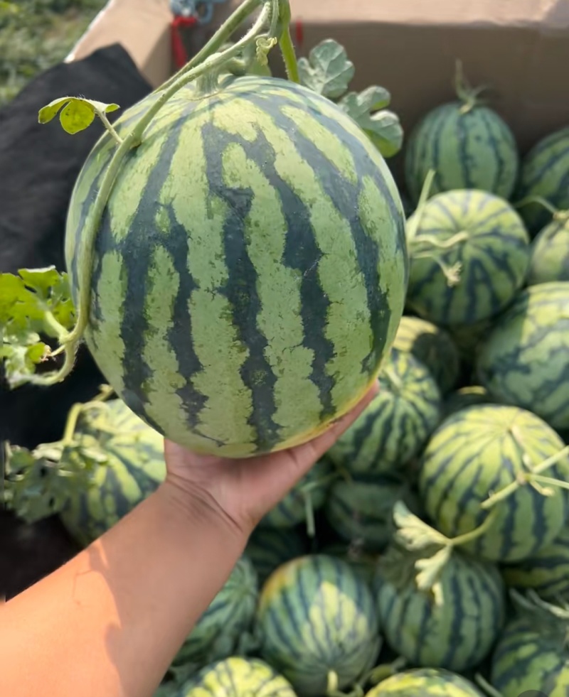 精品无籽美都麒麟，口感好嘎嘎甜，大量有货，欢迎采购！
