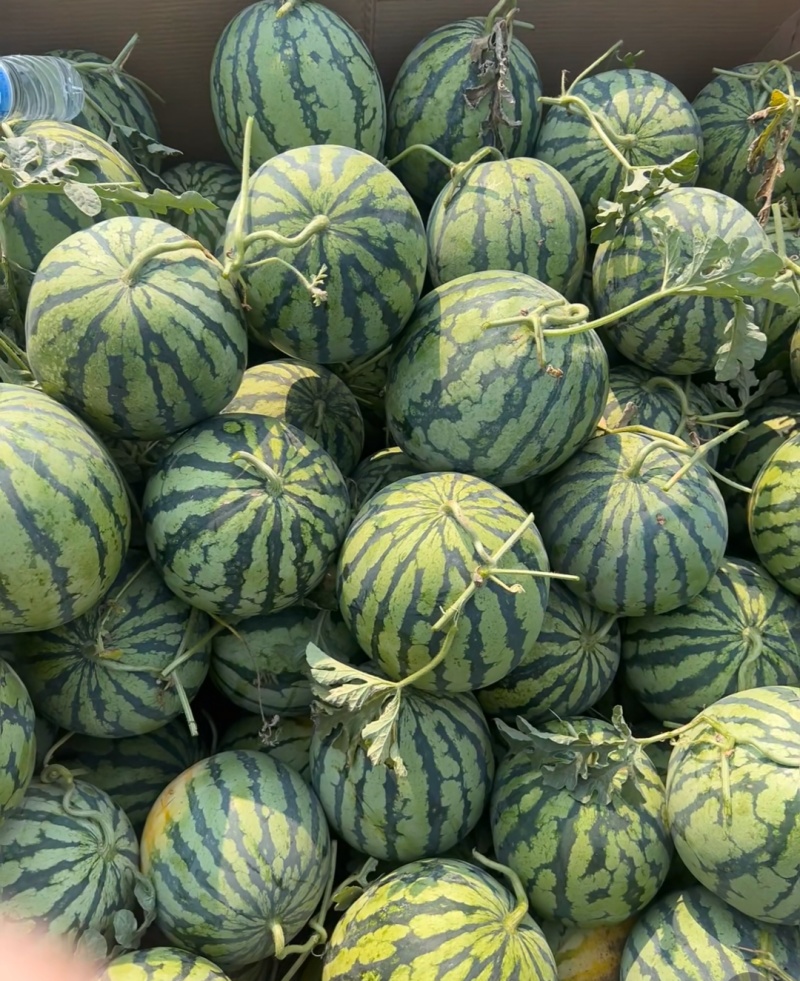 精品无籽美都麒麟，口感好嘎嘎甜，大量有货，欢迎采购！