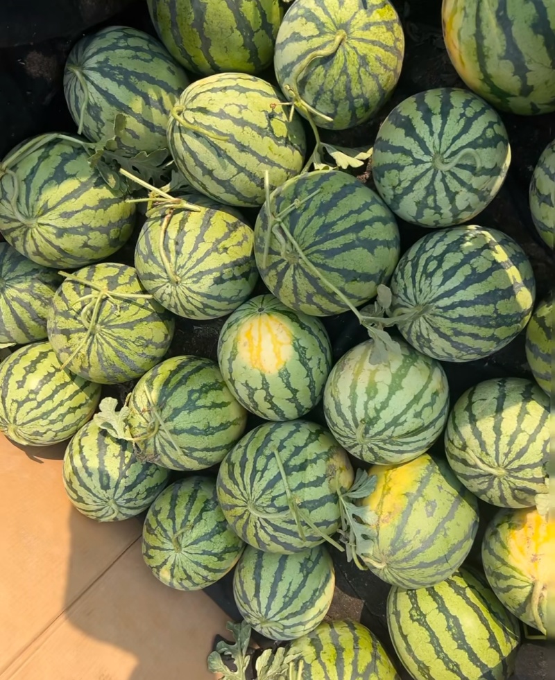 精品无籽美都麒麟，口感好嘎嘎甜，大量有货，欢迎采购！