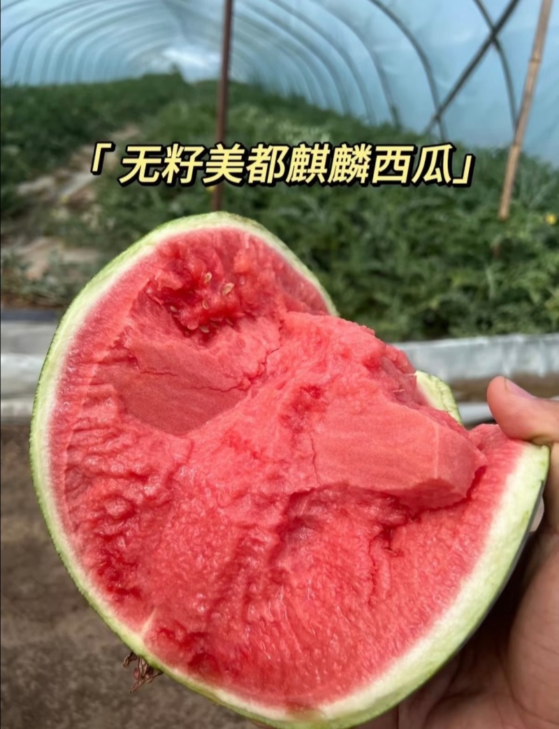 精品无籽美都麒麟，口感好嘎嘎甜，大量有货，欢迎采购！