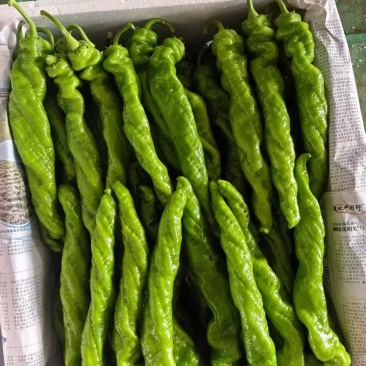 新鲜辣椒新苗好货