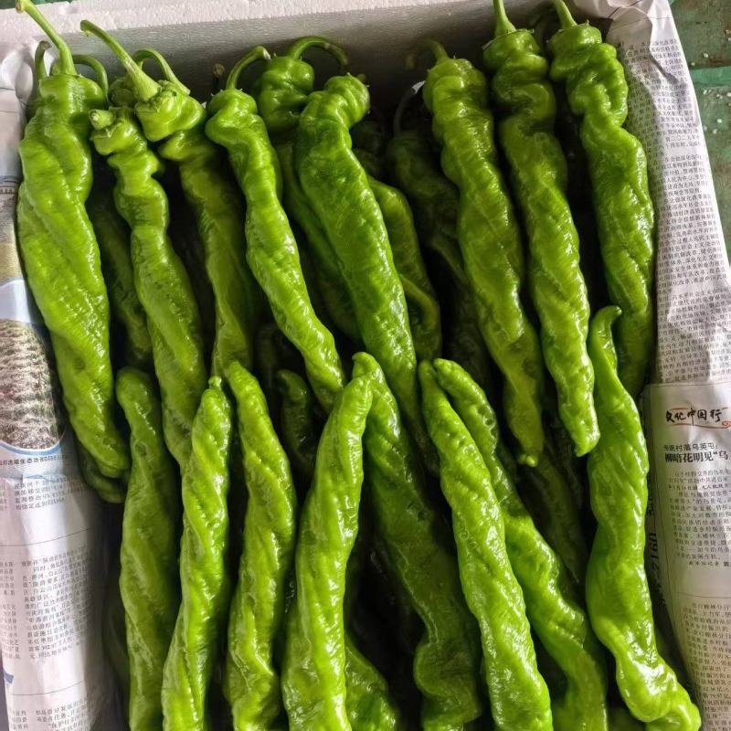 新鲜辣椒新苗好货