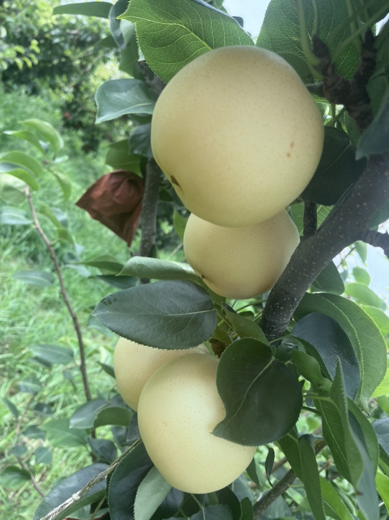 黄金梨
