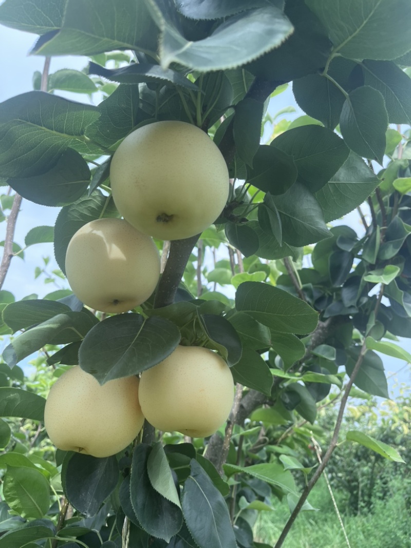 黄金梨