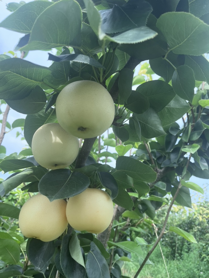 黄金梨
