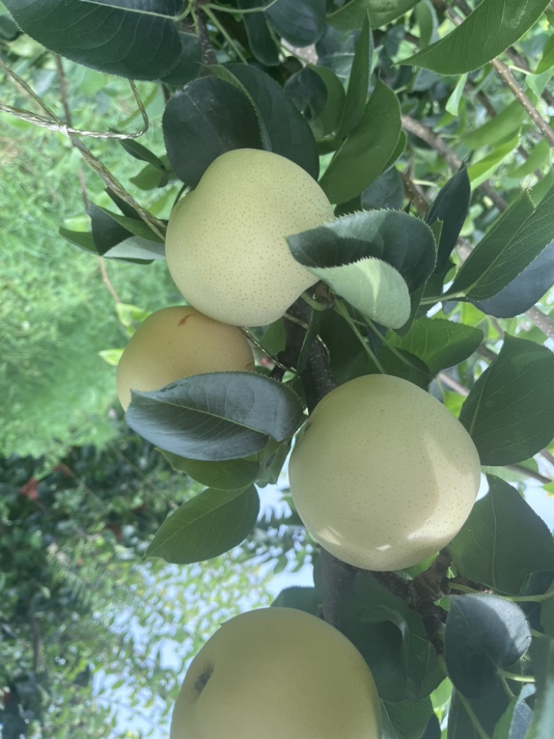 黄金梨
