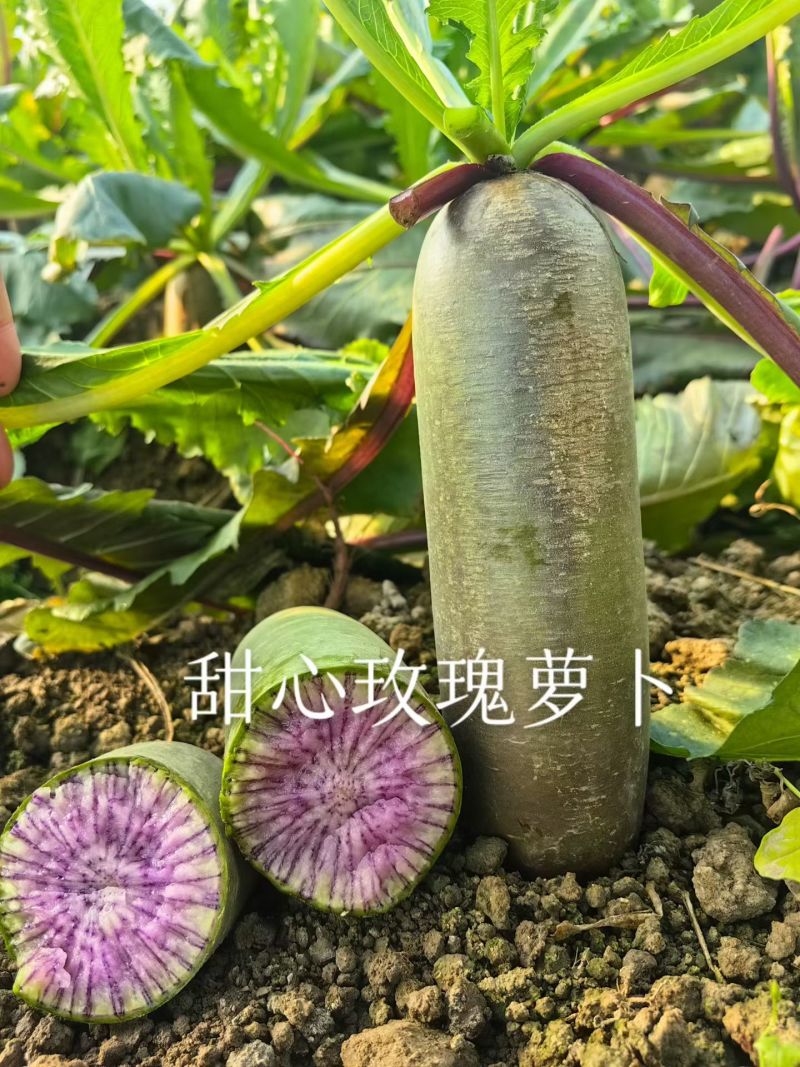 正宗甜心玫瑰萝卜大量种植上市
