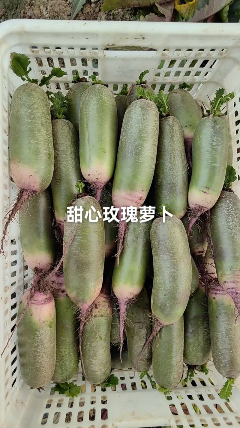 正宗甜心玫瑰萝卜大量种植上市