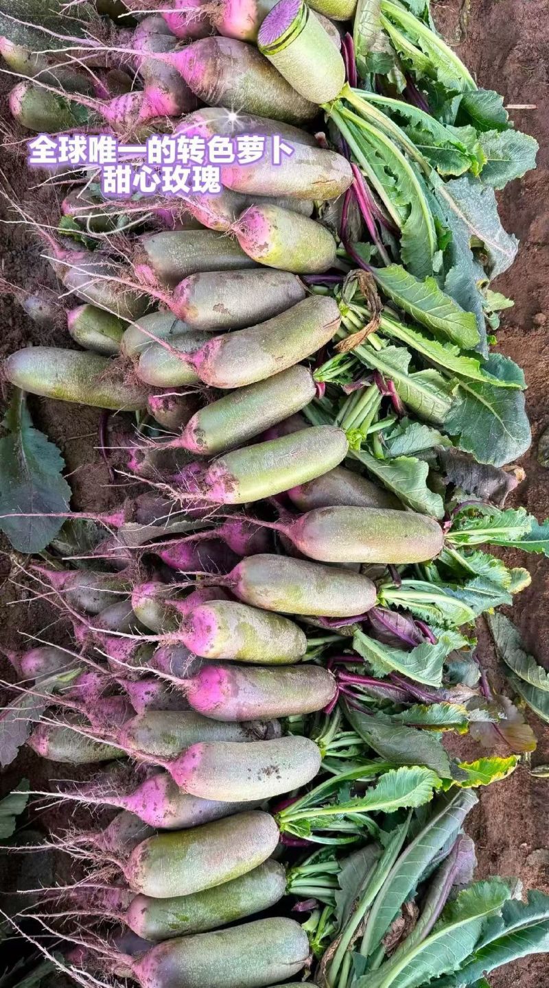 正宗甜心玫瑰萝卜大量种植上市