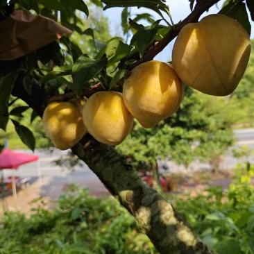 黄金李