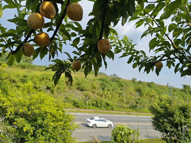黄金李