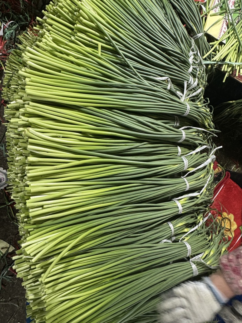 兰陵优质白帽蒜苔，大田苔子，无空心无老杆现加工